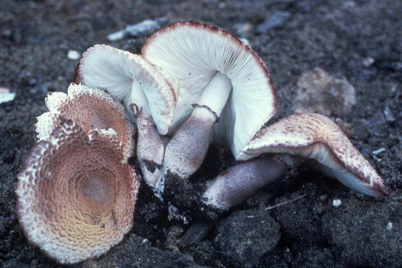 Determinazione funghi